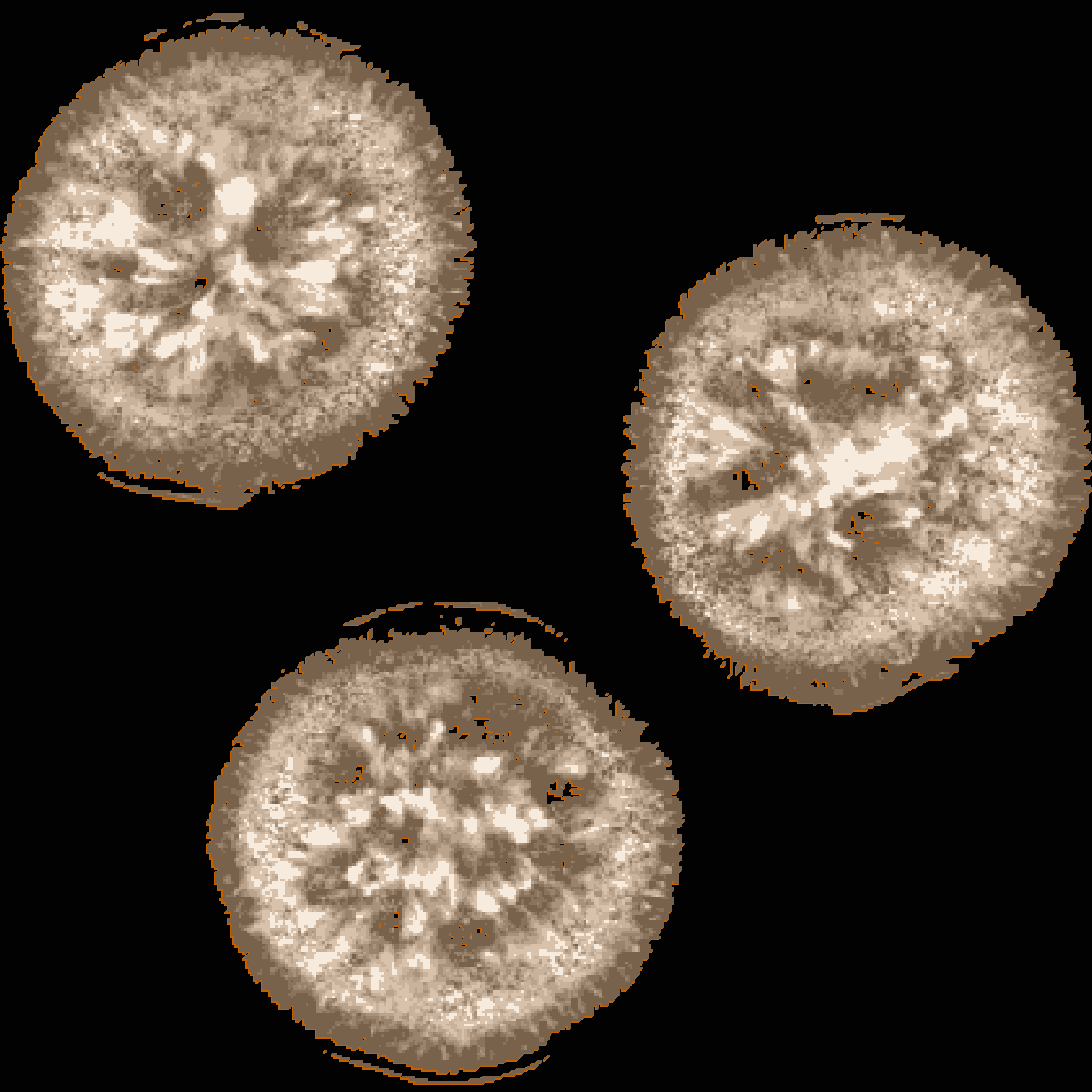 Aspergillus Occultus Track Art